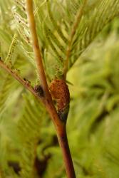 Sticherus flabellatus. Rachis bud, without pseudostipules.  
 Image: L.R. Perrie © Leon Perrie 2013 CC BY-NC 3.0 NZ